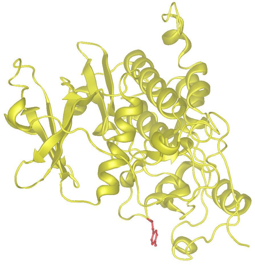 Selecting a suitable position in CK2α Y239 Structure of heterotetrameric CK2 holoenzyme (PDB: 1JWH).