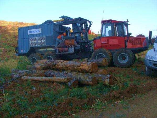 » Doug fir logging