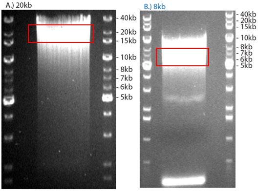 4 APPENDIX 4.1 Example of an Agarose Gel Image from a Circularization Adapted DNA Figure 3 shows typical circularization-adapted DNA samples (Section 3.3) run on a 0.