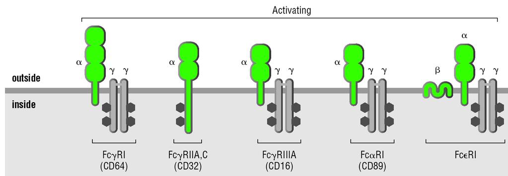 human Fc receptors contribute to effector functions of antibodies There are a number of activating FcRs, which utilize ITAM signaling (the two hexagon motif represents the ITAM) There is also an