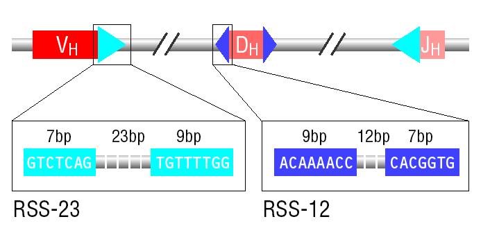 Rag-1/Rag-2/Artemis DNA repair proteins