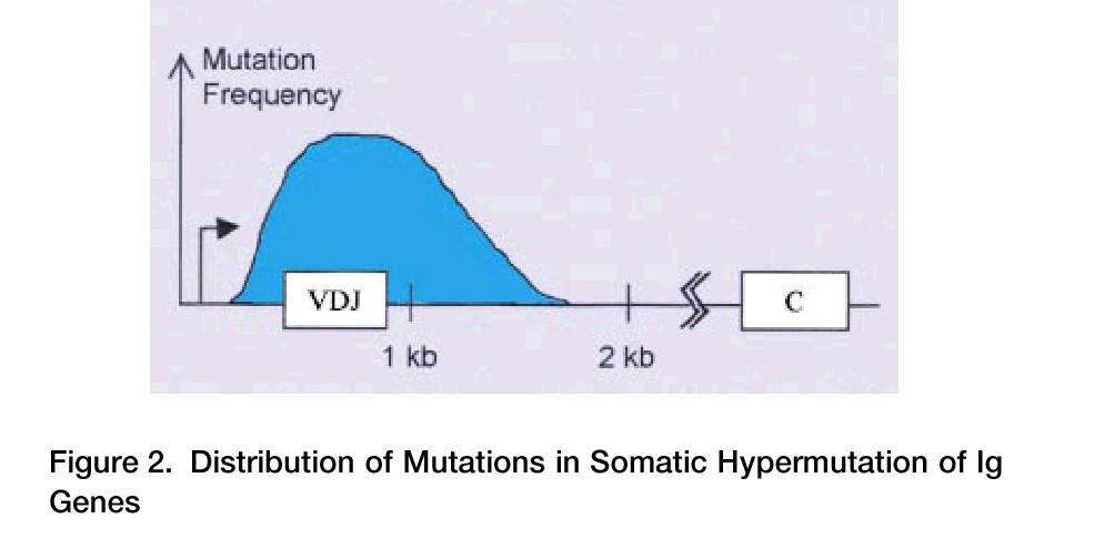 Ig mutations are localized near transcription