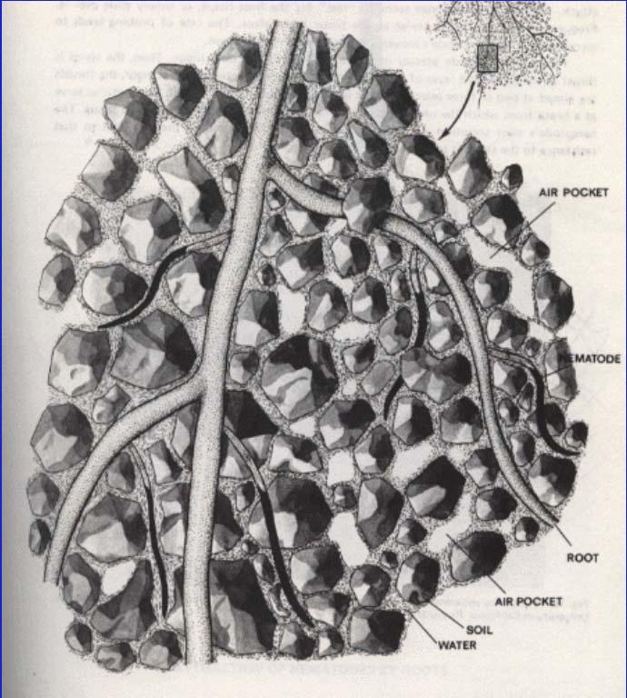 ROOTS OR OTHER TISSUES