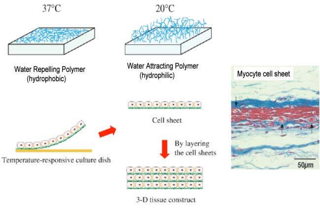 sensitivity Fast processing Multiplexing Portable/Lab on a chip Non-Invasive structure and function imaging Hydrophobic drugs Targeted Delivery Controlled delivery
