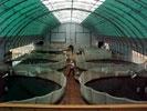 Canadian firms in Chile Heritage Aquaculture Salmon Syndel