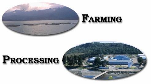 Multinationals in Canada and Chile Stolt Sea Farms (Norway) Fish farming & processing Marine Harvest (Holland) Fish farming & processing (Nutreco) Mainstream (Norway) Fish farming & processing