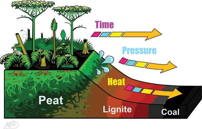 Coal deposits were formed from plant matter When plants died and were buried, increased pressure and temperature changes converted that organic matter into what we know today as coal - Peat, is a