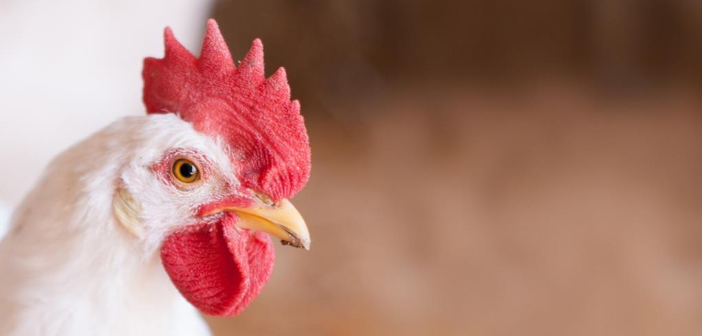 Poultry 463.7 million tons, up 6% over 2014.