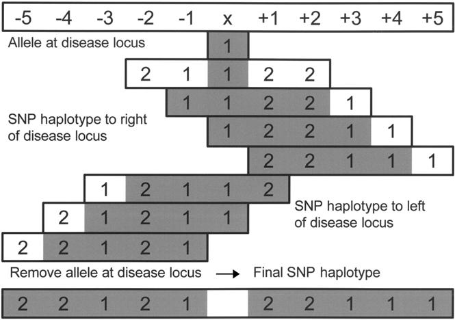 40 Am. J. Hum. Genet. 75:35 43, 2004 Figure 3 Generating the SNP haplotype carried by a chromosome carrying allele 1 at the disease SNP, x.