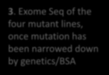 Exome Seq of the four mutant lines, once mutation