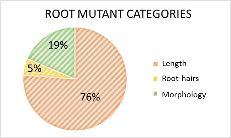 Results of root mutant screening 3,071 M 5 lines screened, 150 root
