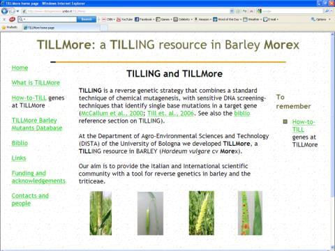 TILLMore: a barley mutant population in the cultivar Morex Cv. Morex NaN 3 based mutagenesis ca.