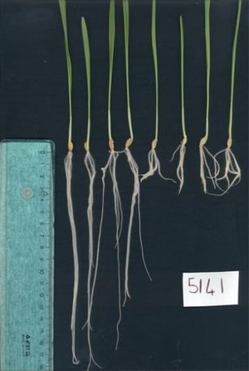 50.7 cm 54.8 cm 70.7 cm 76.6 cm Two markers tested on F2 plants. Association with phenotype was rejected! Short root 5141 SCRI_RS_129686 67.