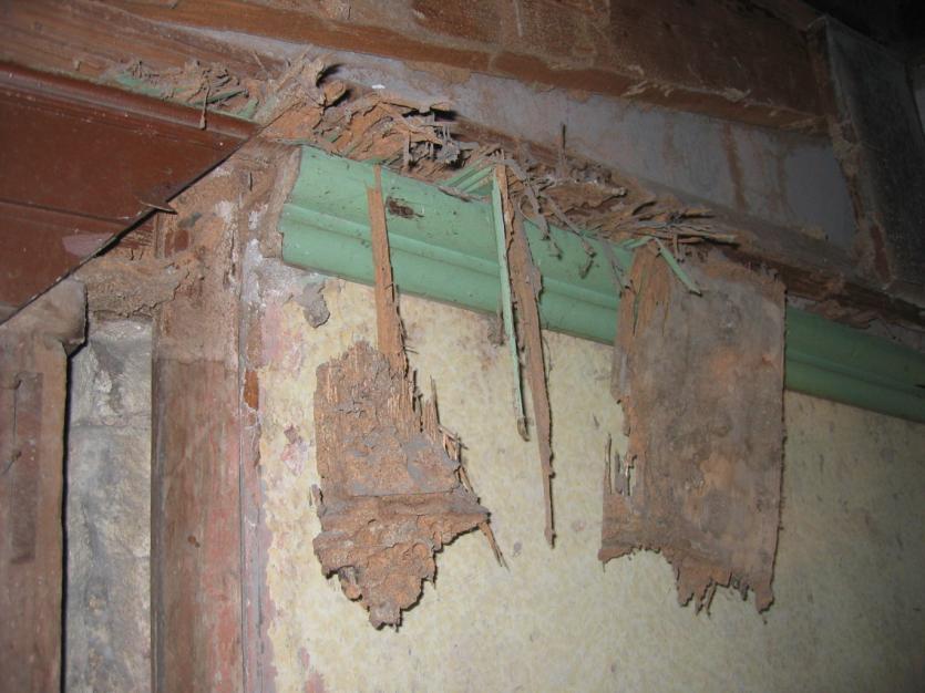 Figure 63- Termite damage