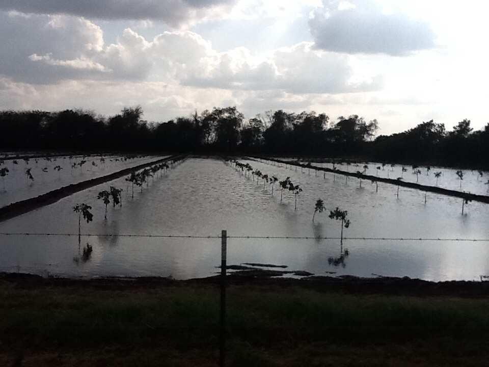 TraditionalIrrigationtechniquesin South Texas.