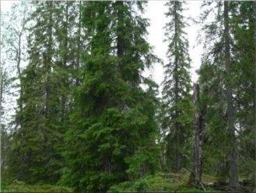 8 Structure of old spruce stand in northern Finland (66 o 22' N, 29 o 15' S) Based on the doctoral thesis by Eero Kubin 1984 Biomass kg/ha % % of total TREE