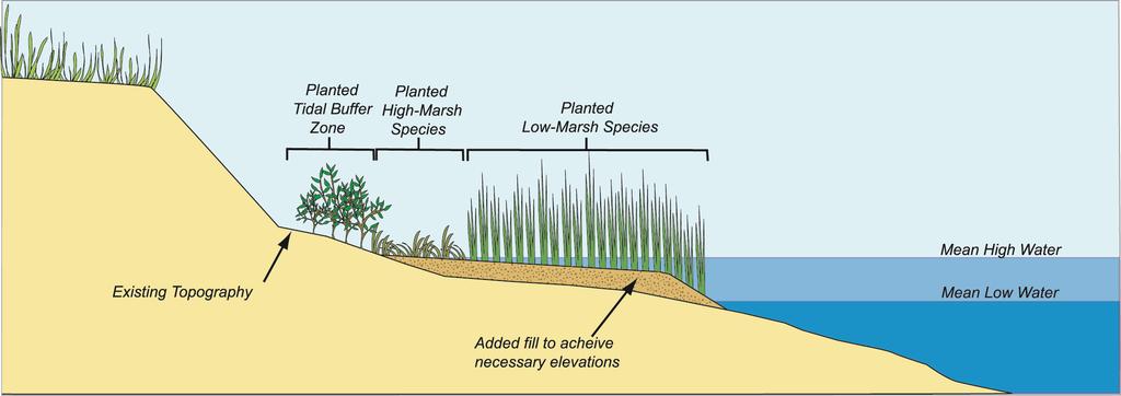 Natural Marsh Creation/Enhancement Marsh vegetation, such as native low (Spartina alterniflora) and high marsh (Spartina patens) species, can be planted along the shoreline.