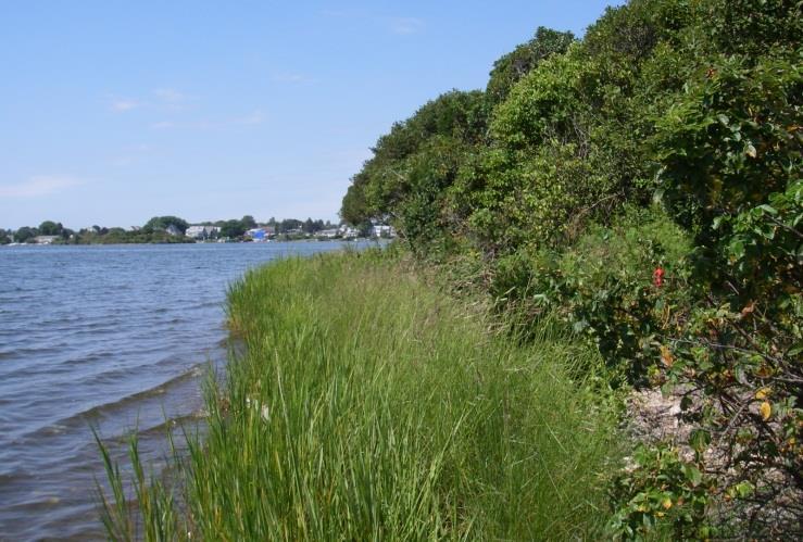 Natural Marsh Creation/Enhancement Fringing marsh living shoreline projects have proven successful with or without protective structures such as fiber rolls or sills, but projects without protective