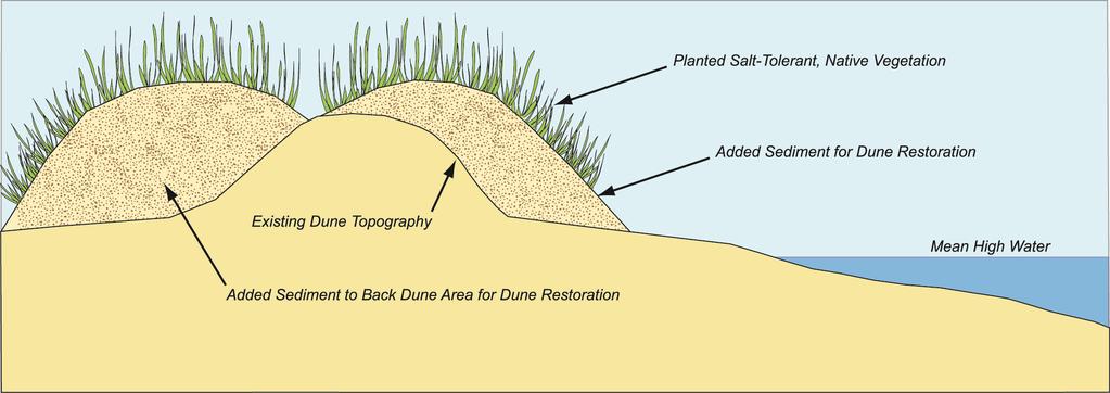 Dune - Natural Dune building projects involve the placement of compatible sediment on an existing dune, or creation of an artificial dune by building up a mound of sediment at the back of the beach.