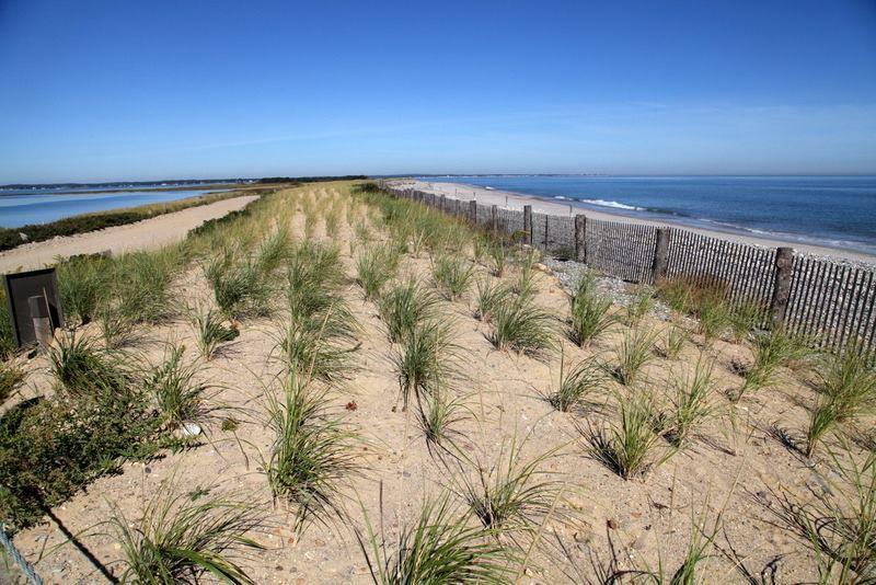 Dune - Natural Selection Characteristics Siting Characteristics and Design Considerations Dune projects may be appropriate for areas with dry beach at high tide and sufficient space to maintain dry