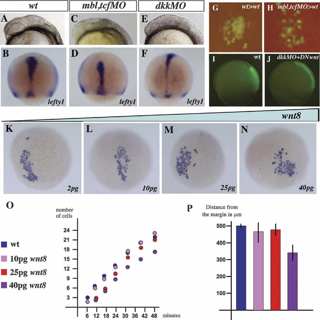 Dkk1 binds Kny and regulates gastrulation movements Figure 4. Gain of Wnt/ catenin activity does not phenocopy the gastrulation movement defect seen in the Dkk1 morphants.
