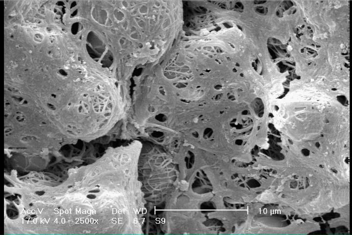 3a,b) showed that the cells were not attached and spread firmly. For 3-layer and 4-layer nanofibrous webs (Fig.