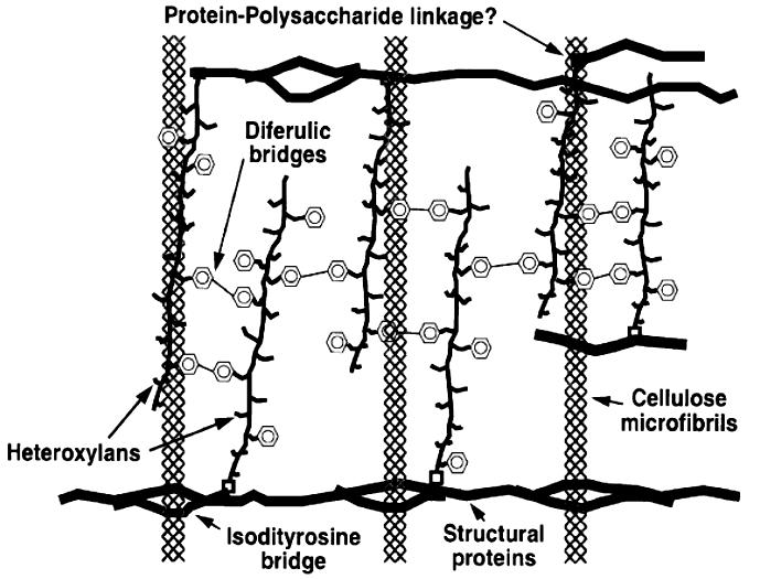 42 Hemicellulose functions as an intermediate between cellulose and lignin, conferring the whole cellulose hemicellulose lignin biocomplex more rigidity and structural integrity (Hendriks and Zeeman
