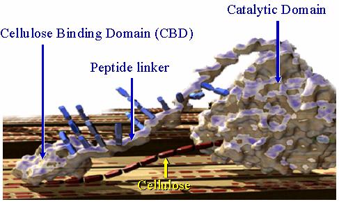 78 CELLULOSE DEGRADING ENZYMES Enzymatic hydrolysis of crystalline and amorphous cellulose is a complicated process that is performed by a group of enzymes called cellulases (Hong et al. 2007).