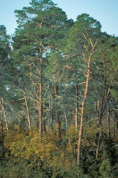In the absence of fire, xeric oak scrub succeeds into sand pine forest or xeric oak hammock Structural characteristics change