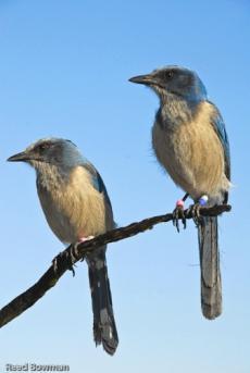 West County Scrub Jays 5 sub populations totaling 50 family groups 4 of the family groups are on