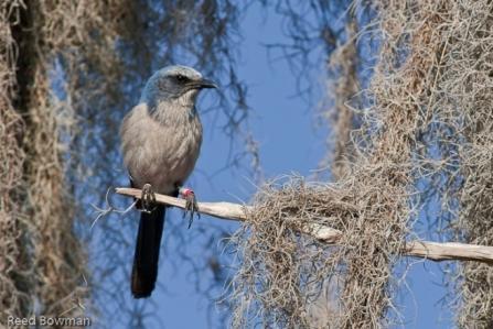 Mid County Scrub Jays 3 sub populations totaling 16 family groups 4 of the family groups are on existing or