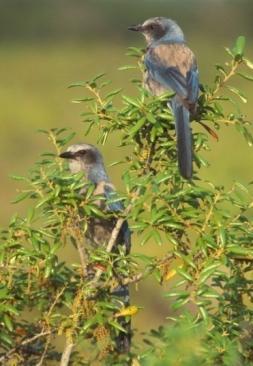 Deep Creek/Harbour Heights Scrub Jays 2 sub populations totaling 60 family groups None of these family groups