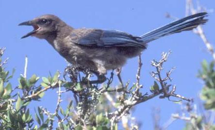 Peace River and Punta Gorda Scrub Jays 7 sub populations totaling 35 family groups 10 of the family groups
