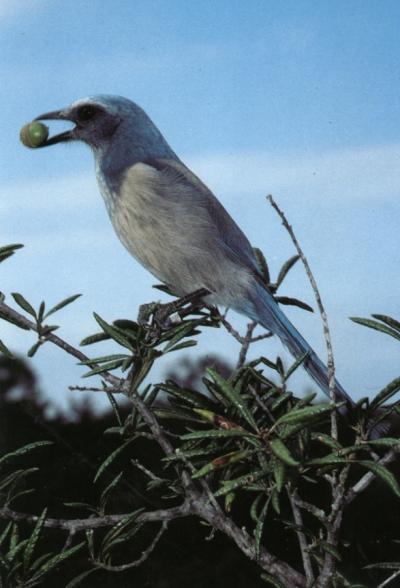 Florida Scrub Jay (Aphelocoma( coerulescens) Florida s s only endemic bird species Cooperative breeder Lives in groups of 2 82 Most helpers are kin Long lived Resident, non migratory Maintains year