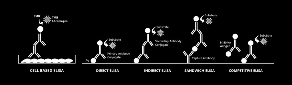 Cell-based ELISA: Principles and Protocols ELISA Types ELISAs can be performed with a number of modifications to the basic procedure: direct, indirect, sandwich, competitive, or cell-based.