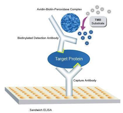 3. Sandwich ELISA Sandwich ELISAs typically require the use of matched antibody pairs, where each antibody is specific for a different, non-overlapping part (epitope) of the antigen molecule.
