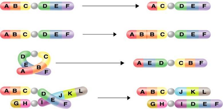 Part D: Mutations 25. Fill in the following concept map using the following terms: Gene, Translocation, Point, Deletion, Duplication, Chromosome, Frameshift, Inversion, change.