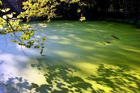 eutrophication real