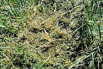 Sod Webworms Damage Larvae chew on leaves & stems at night or on cloudy days Cut off grass blades, drag into tunnels Small, irregular brown