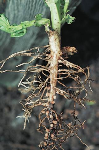 Figure 2.3 The Nitrogen Cycle Figure 2.4 Nitrogen-Fixing Bacteria The swellings on the roots of this soybean plant are called nodules.
