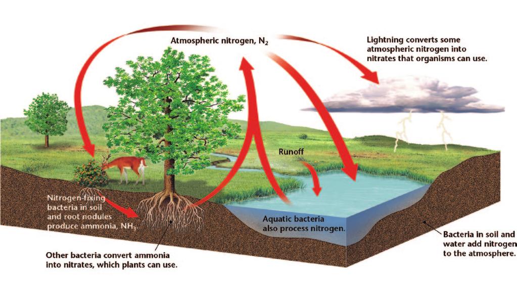 As shown in Figure 2.3, nitrogen-fixing bacteria are a crucial part of the nitrogen cycle, a process in which nitrogen is cycled between the atmosphere, soil, and organisms.