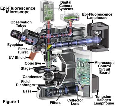 Upright Fluorescence Microscope Used for fixed samples on slides