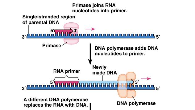 2. DNA polymerase III extends RNA primer
