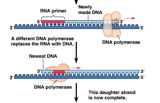 3. DNA Polymerase I digests RNA
