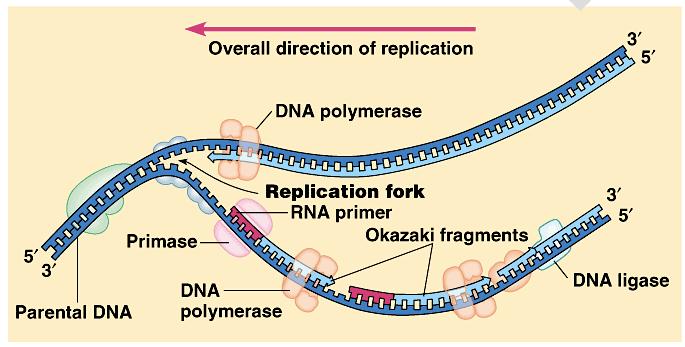 4. DNA ligase joins neighboring