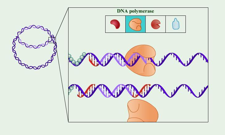 The Structure and Replication of Genomes