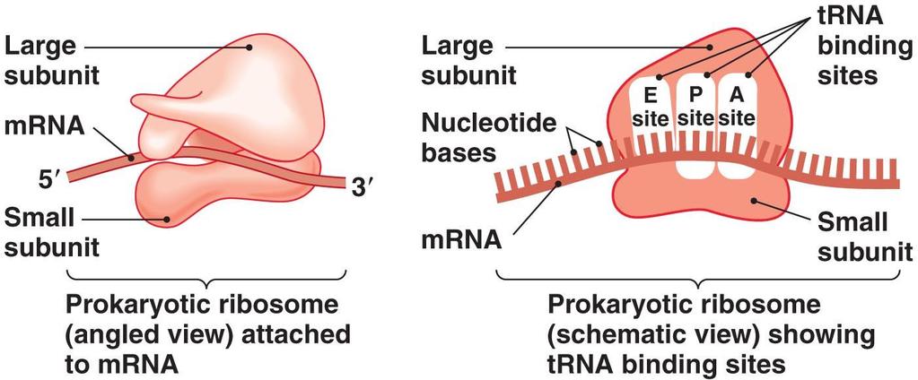 Assembled ribosome and its