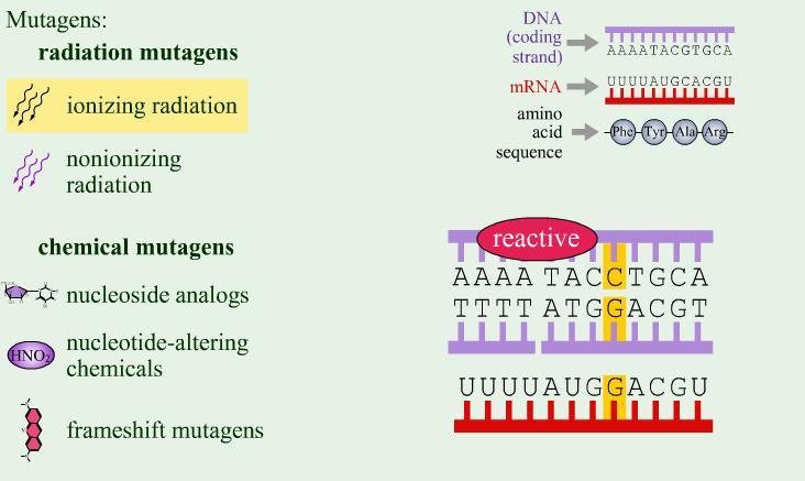 Mutations of Genes