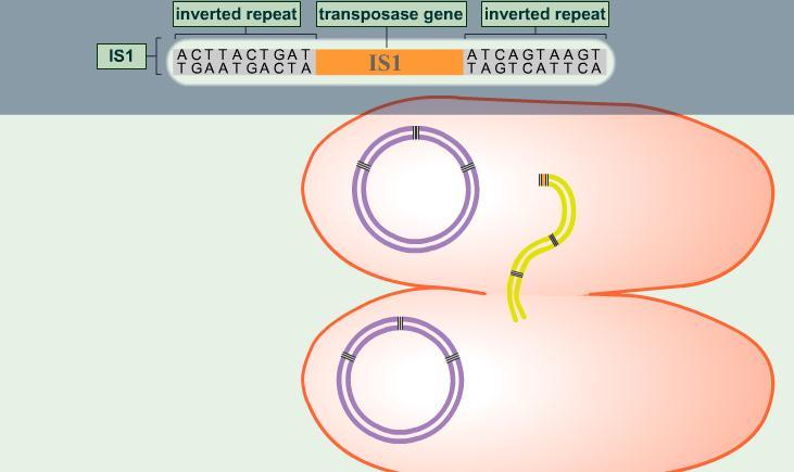 Genetic Recombination and Transfer