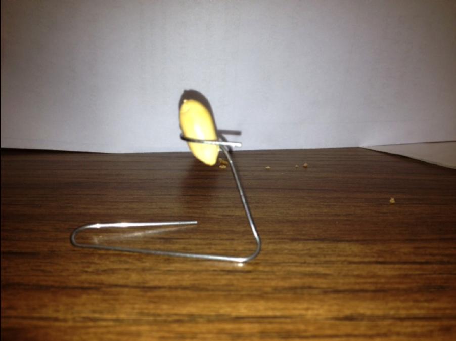R3 Paperclip Peanut Stand 6.
